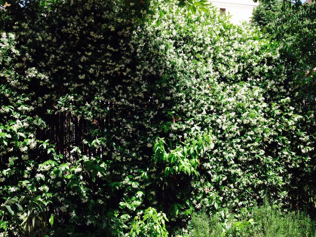 La Casa Di Scarlett Bed and Breakfast Φλωρεντία Εξωτερικό φωτογραφία
